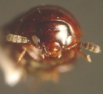 agathidium