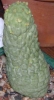 Stapelia